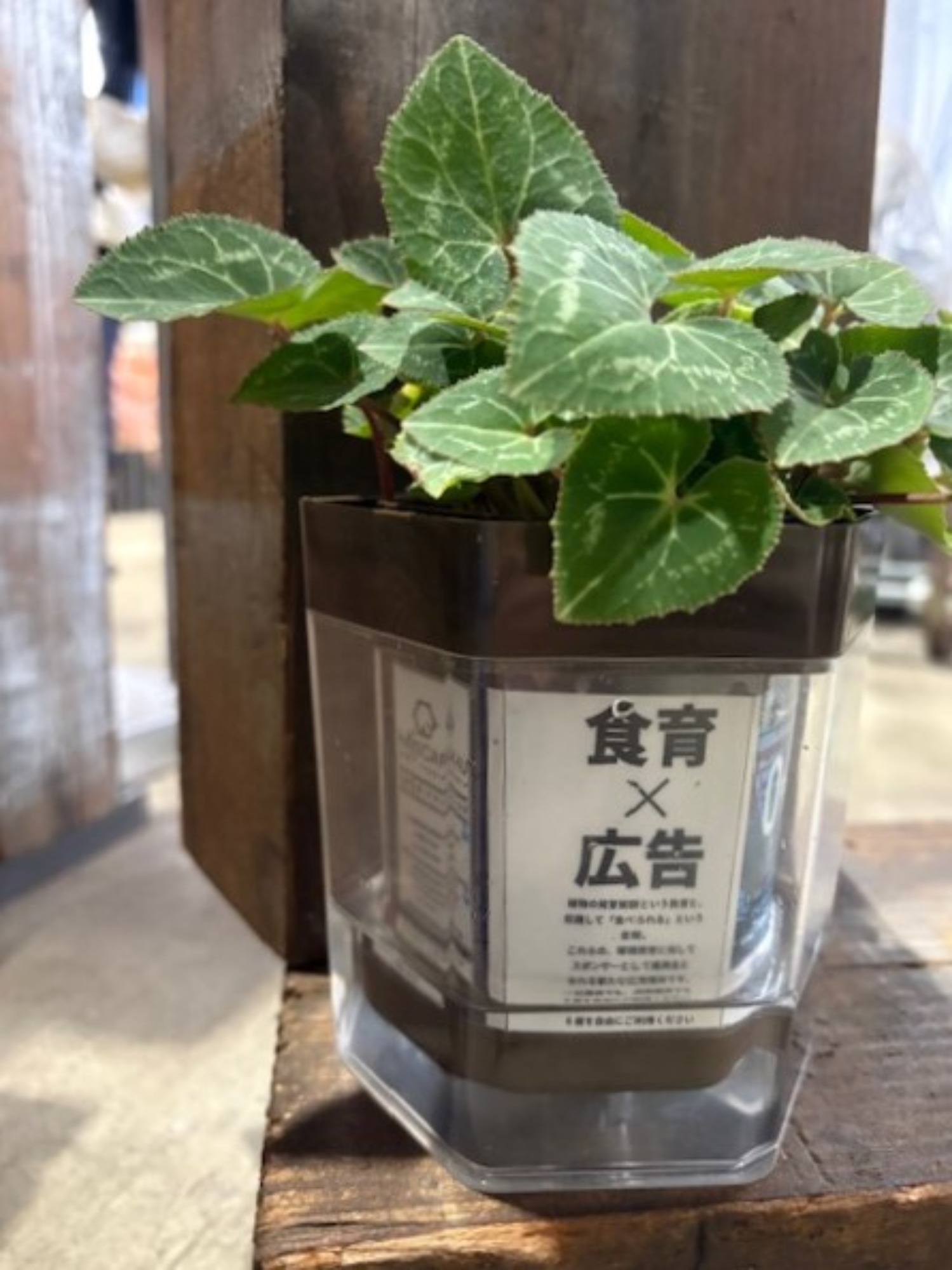 家庭菜園ポットおすすめ|水管理が見えるハニカム構造栽培容器【技術のひろば掲載】